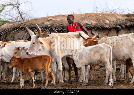 Maasai Vieh im Dorf direkt vor dem Hotel das Maasai Mara Spiel erhalten zeigen die Auswirkungen der anhaltenden Dürre in Ostafrika. Stockfoto