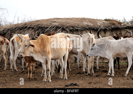 Maasai Vieh im Dorf direkt vor dem Hotel das Maasai Mara Spiel erhalten zeigen die Auswirkungen der anhaltenden Dürre in Ostafrika. Stockfoto