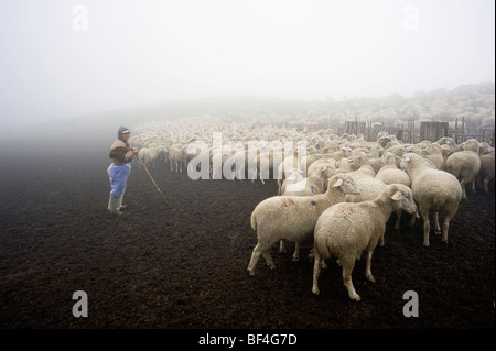 Schafherde in den frühen Morgenstunden im Monte Sibillini Berge, Apennin, Le Marche, Italien, Europa Stockfoto