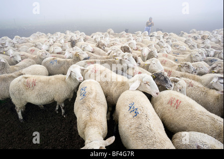 Schafherde in den frühen Morgenstunden im Monte Sibillini Berge, Apennin, Le Marche, Italien, Europa Stockfoto