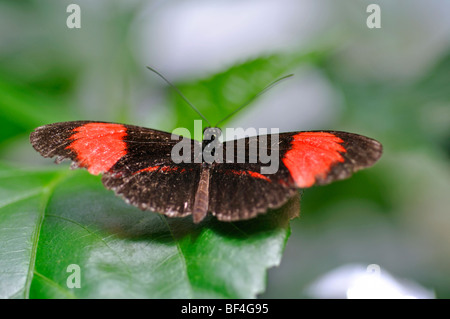 Heliconius Erato Schmetterling, aka kleine Postbote, Red Passion Blume Schmetterling, Crimson-Patched bei Stockfoto