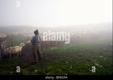 Schafherde in den frühen Morgenstunden im Monte Sibillini Berge, Apennin, Le Marche, Italien, Europa Stockfoto