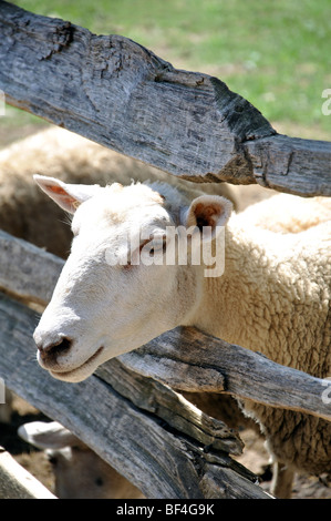 Schafe, die kleben Kopf durch Zaun Stockfoto