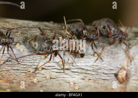 Manchmal Roboris, eine Blattlaus, die ernährt sich von Eichen, ist von einer schwarzen Garten Ameisen (Lasius Niger) gepflegt werden Stockfoto