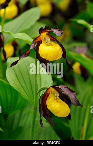 Gelbe Frauenschuh (Cypripedium Calceolus) Stockfoto