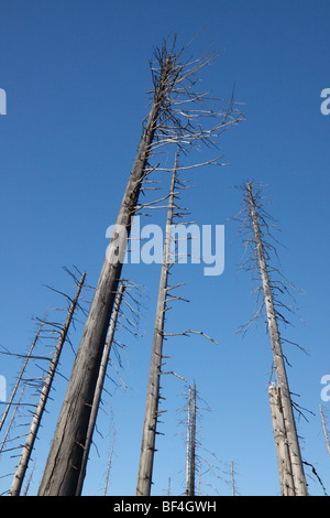 Wald in den Nationalpark Bayerischer Wald (Bayern, Deutschland) diese Bäume von der Borkenkäfer getötet wurden zerstört. Stockfoto