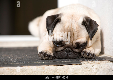 Ein Mops ist in einem Hauseingang in der Sonne liegen. Stockfoto