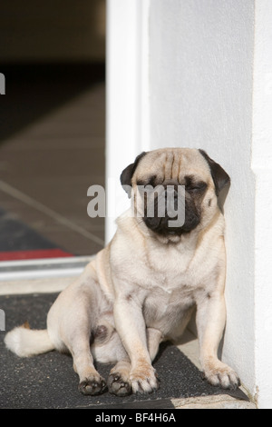 Ein junger Mops schläft in einem Hauseingang in der Sonne Stockfoto