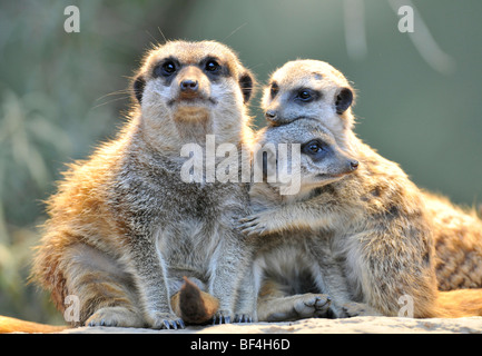 Erdmännchen (Suricata Suricatta), Eltern und zwei junge, umarmen Stockfoto