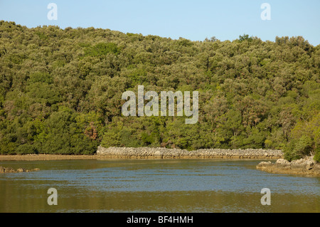 Steineiche (Quercus Ilex) Wald, Trockenmauer an Küste der Insel Cres, Kroatien Stockfoto