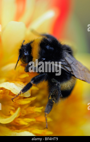 Honig Biene Fütterung füttern Getränk trinken Nektar Pollen Bestäubung Bestäubung einzelne einsame eine Dahlie Blume Blüte Blüte Stockfoto