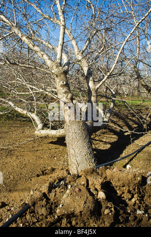 Landwirtschaft - ein gestürzte Mandelbaum entwurzelt von starken Winden, während ein großer Wintersturm / in der Nähe von Orland, Kalifornien, USA. Stockfoto