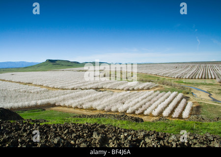 Landwirtschaft - erhöhten Blick auf Obstgarten Mandelbäume in voller Blüte im späten Winter / Glenn County, Kalifornien, USA. Stockfoto