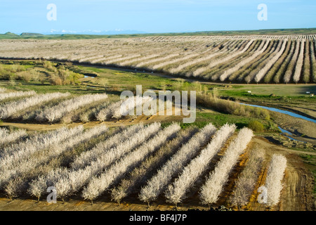 Landwirtschaft - erhöhten Blick auf Obstgarten Mandelbäume in voller Blüte im späten Winter / Glenn County, Kalifornien, USA. Stockfoto