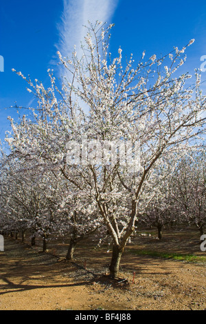 Landwirtschaft - Mandelbäume in voller Blüte im späten Winter / Glenn County, Kalifornien, USA. Stockfoto