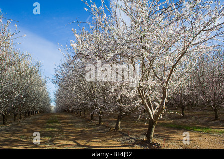 Landwirtschaft - Mandel Obstgarten in voller Blüte im späten Winter / Glenn County, Kalifornien, USA. Stockfoto