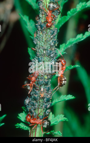 Red Ants Stacheldraht, Formica Rufibarbis. Melken Blattläuse Kolonie auf Stamm Stockfoto