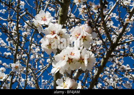 Landwirtschaft - Mandelblüten in voller Blüte im späten Winter / Glenn County, Kalifornien, USA. Stockfoto