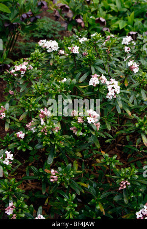 Daphne X transatlantica 'Blafra' (ewige Duft) Stockfoto