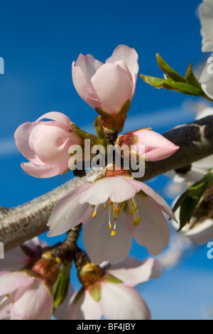 Landwirtschaft - Nahaufnahme von Mandel blüht in voller Blüte im späten Winter / Glenn County, Kalifornien, USA. Stockfoto