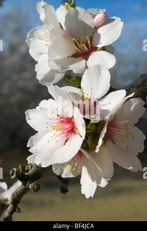 Landwirtschaft - Nahaufnahme von Mandel blüht in voller Blüte im späten Winter / Glenn County, Kalifornien, USA. Stockfoto