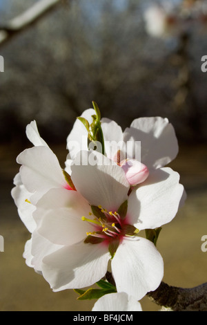 Landwirtschaft - Nahaufnahme von Mandel blüht in voller Blüte im späten Winter / Glenn County, Kalifornien, USA. Stockfoto