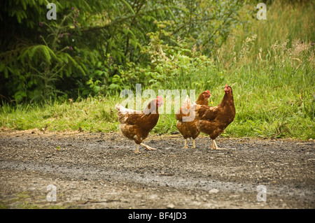 Drei braune Freiwechselhühner, die auf einem Feldweg in der britischen Landschaft unterwegs sind. Stockfoto