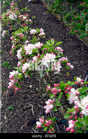 Malus Domestica 'Sunset' AGM als Stepover cordon Stockfoto