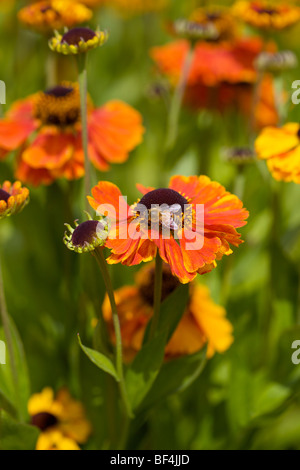 Helenium - Sommer-Garten-Grenze Stockfoto