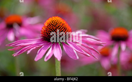 Nahaufnahme von Echinacea Purpurea in der weiche Sommer Sonne Stockfoto