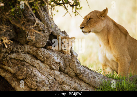 Niedliche Löwenjunges im Baum Porträt Stockfoto