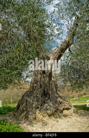 Antimo Abtei - Olivenbaum - Florenz Italien Europa Stockfoto