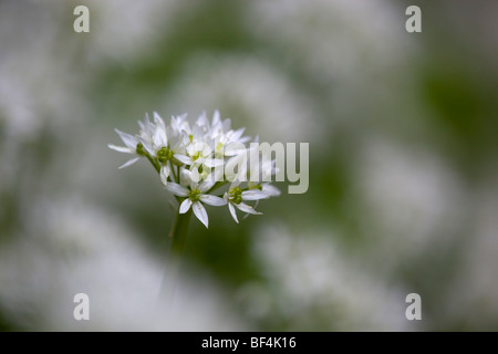 Bärlauch; Allium Ursinum; Bärlauch bei 180mm f5 Stockfoto