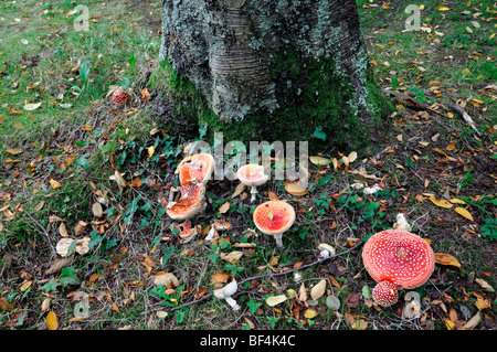 Amanita Muscaria Fliegenpilz rote giftige Pilz Gruppe Cluster Haufen neben unter Schattenbaum Grafschaft Wicklow Pilz wächst Stockfoto