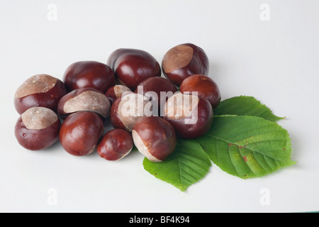 Rosskastanie (Aesculus Hippocastanum), Blatt und Frucht ohne Kapsel Stockfoto