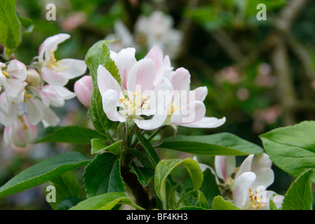 Malus Domestica "Katja" Syn "Katy" Blüte Stockfoto