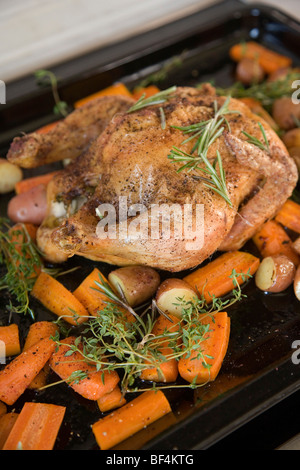 Ein gebratenes Huhn auf ein Backblech mit Rosmarin, Möhren, Kartoffeln und Süßkartoffeln Stockfoto