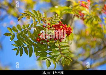 Sorbus Commixta "Japanische Rowan" gegen ein strahlend blauer Himmel Stockfoto