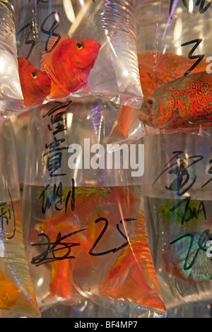 Asien, China, Hong Kong, Mongkok, Fische in einem Aquarium in der Tung Choi Street, einer Straße voller Läden, tropische Fische, Koi-Karpfen Stockfoto