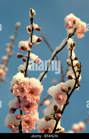 Winter blühenden Kirschbäume (Autumnalis Rosea) mit Schnee bedeckt. Stockfoto