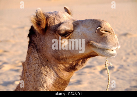 Porträt von einem Dromedar (Camelus Dromedarius) in der Thar-Wüste in der Nähe von Jaisalmer, Rajasthan, Nordindien, Indien, Südasien, Asien Stockfoto