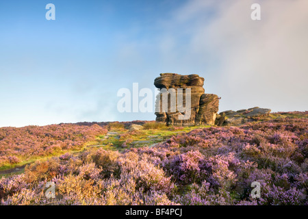 Mutter Kappe umgeben von Summer Heather hochkant Mühlstein am Owler Tor über Heathersage im Peak District National Park. Stockfoto