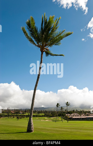 Kokosnuss Palmen wiegen sich im Wind auf dem Golfplatz Royal Kaanapali mit dem Maui Eldorado Resort im Hintergrund. Stockfoto