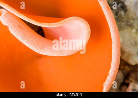 Orange Peel Pilz; Aleuria aurantia Stockfoto