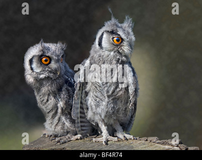 Weißen konfrontiert Zwergohreule Eule Jungvögel (Ptilopsis Leucotis) Stockfoto