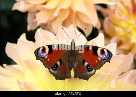 Tagpfauenauge (Inachis Io) auf eine Dahlie Blüte Stockfoto