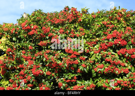 Die roten Beeren im Herbst auf eine große Zwergmispel Cornubia Stockfoto