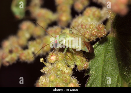 Kapsid Fehler (Lygocoris Lucorum: Miridae) ernähren sich von Samen der Brennnessel (Urtica Dioica), UK. Stockfoto