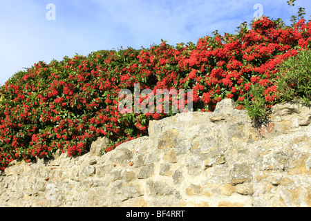 Die roten Beeren im Herbst auf eine große Zwergmispel Cornubia Stockfoto