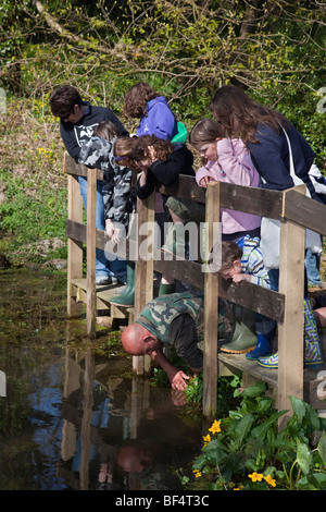 Teich eintauchen; Cornwall Stockfoto